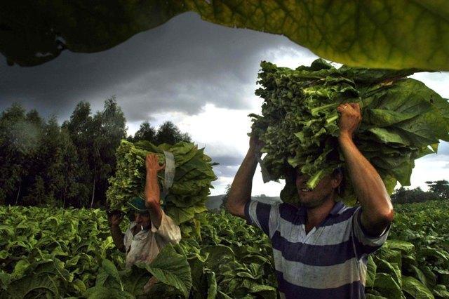 Colheita do tabaco no Sul do Brasil inicia oficialmente em evento no dia 8 de novembro