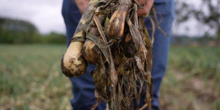Com a finalização da safra, prejuízos para a agricultura após as enchentes de 2023 ultrapassam R$ 1 bilhão