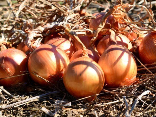 Como cultivar cebola orgânica: aprenda os segredos em curso on-line da Epagri