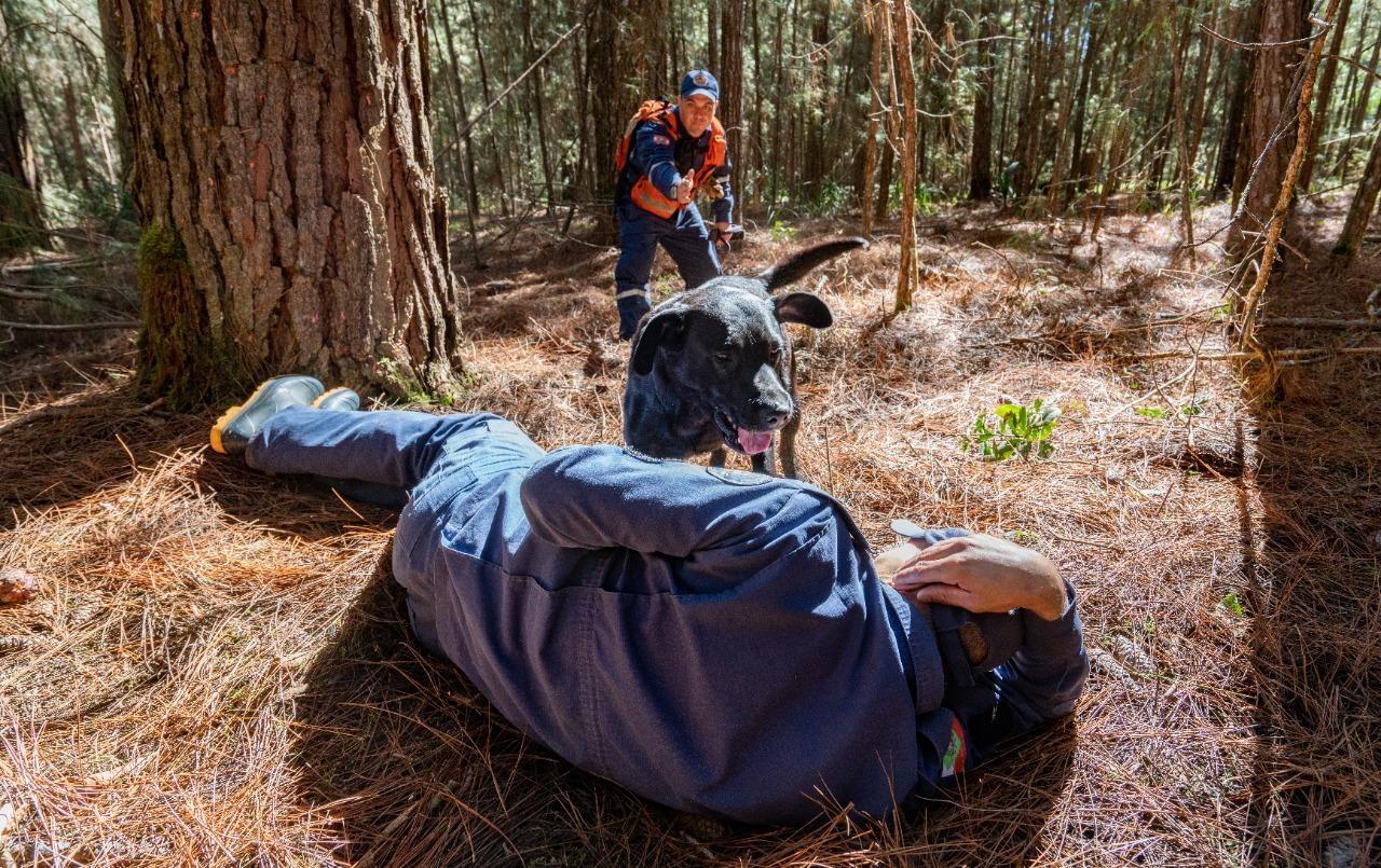 Coordenadoria de cães do Corpo de Bombeiros inicia a maior edição do curso de formação de cinotécnicos
