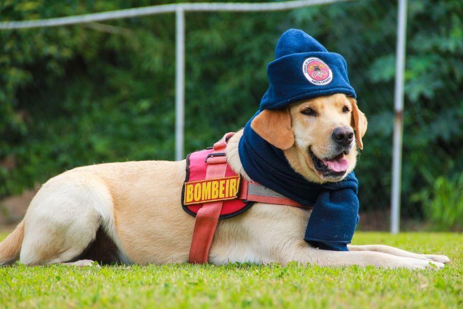 Corpo de Bombeiros Militar de Santa Catarina inicia a Campanha do Agasalho 2023