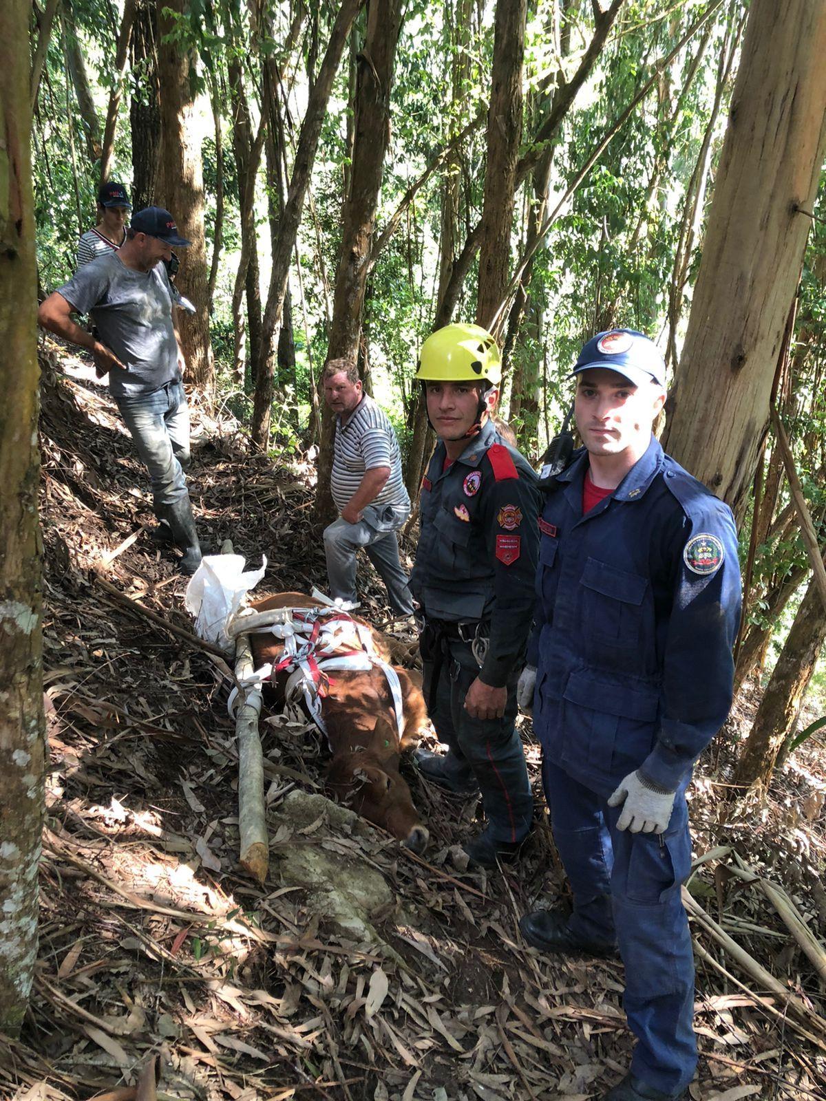  Corpo de Bombeiros resgata vaca que caiu de barranco em Alfredo Wagner 