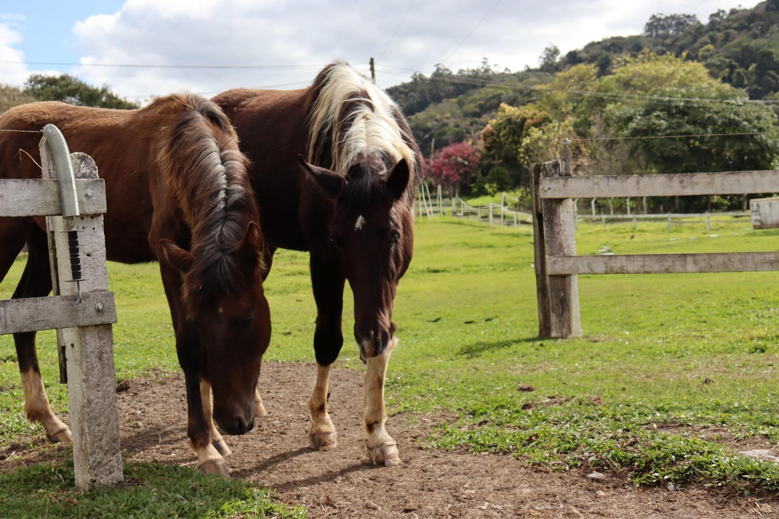 Atenção para a Encefalomielite: doença pode causar a morte dos cavalos