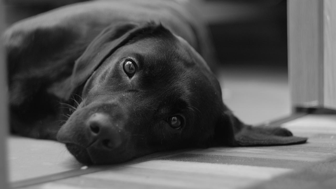 Criança é atacado por cachorro em Ituporanga
