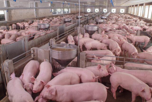 Custo da Produção de Proteína Animal Cresce 40%