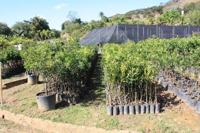 Campanha de mudas frutíferas vai ser realizada em Leoberto Leal