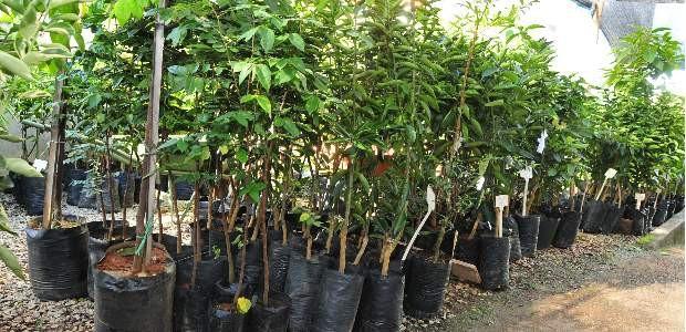 Campanha de mudas frutíferas e ornamentais será realizada na próxima semana em Aurora