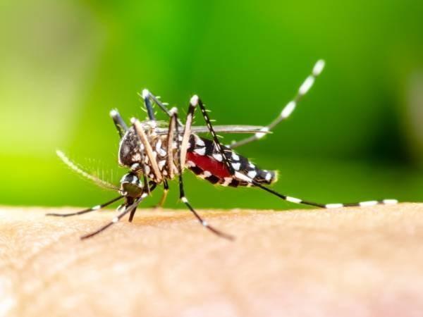 Dengue em SC: remessa com 15 mil doses da vacina contra a doença chega ao estado