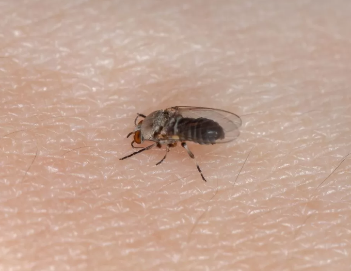 Município de Aurora promove o dia D de combate ao borrachudo