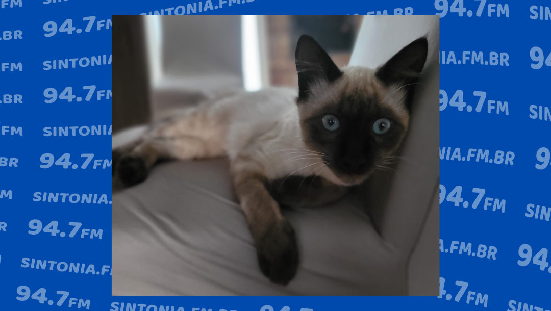 Departamento de Bem Estar Animal de Ituporanga pretende realizar quase 1.000 castrações neste ano