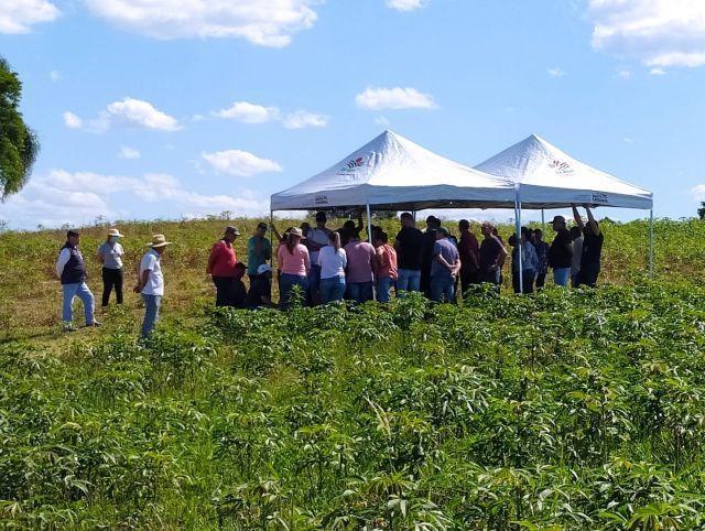 Dia de Campo da Epagri reúne 70 produtores de aipim e batata-doce em Ituporanga 