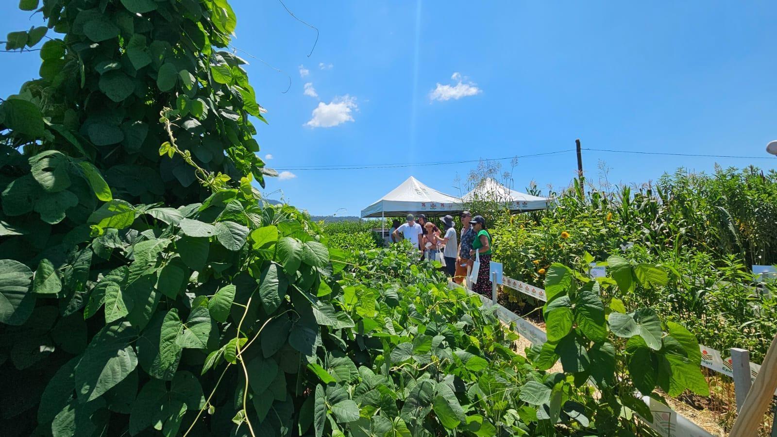 Dia de Campo sobre conservação do Solo será realizado pela Epagri