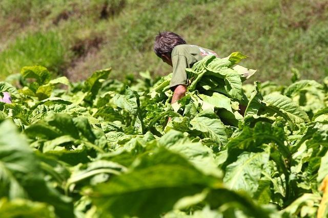 Dia do Produtor de Tabaco celebra a importância da fumicultura para a economia regional