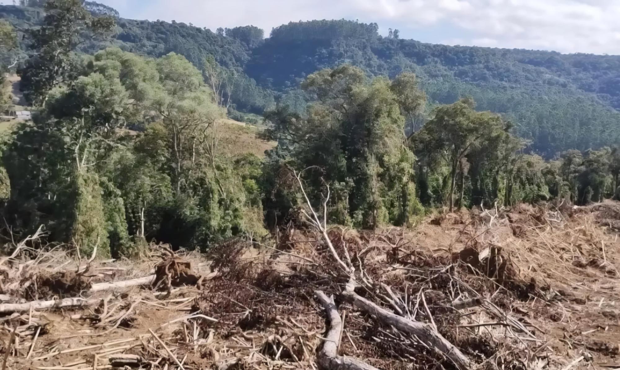 Drone ajuda a flagrar desmatamento ilegal em área de mata nativa em Alfredo Wagner
