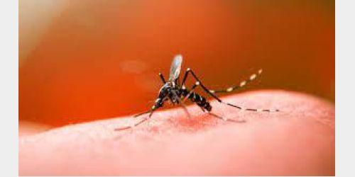 Duas cidade do Alto Vale registram transmissão local de dengue