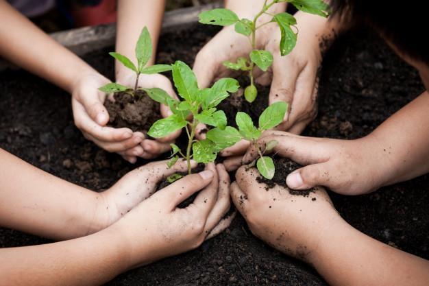 Duas escolas de Atalanta se destacam na coleta de sementes do Projeto Verde é vida da Afubra