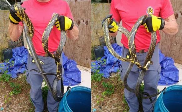 Duas serpentes caninanas são capturadas pelos Bombeiros Voluntários de Presidente Getúlio