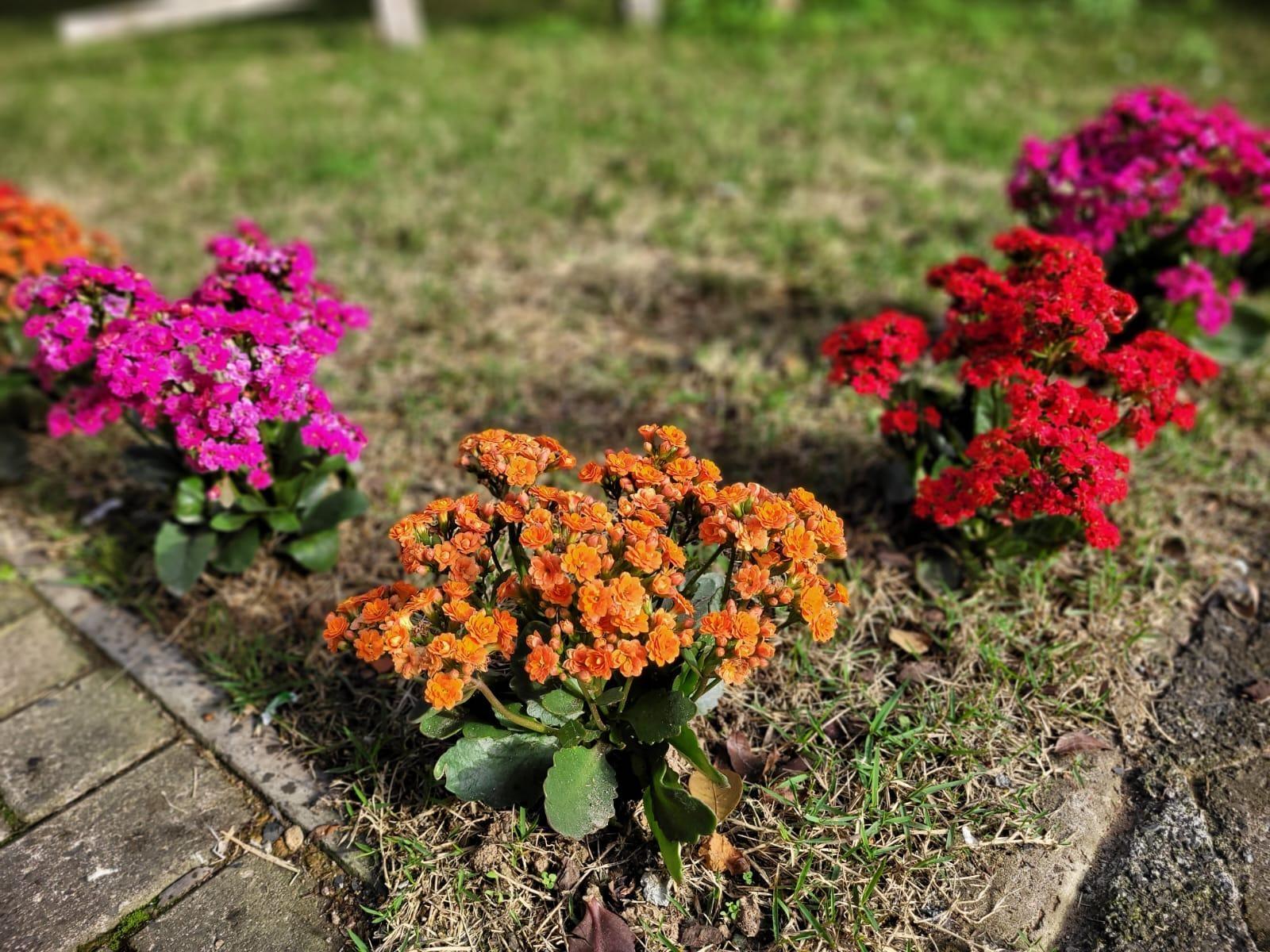 Edição extra do Feirão de Mudas Frutíferas e Ornamentais em Imbuia é neste sábado (8)