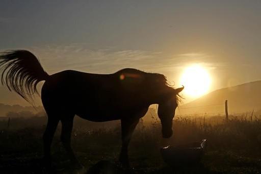 Cidasc proíbe todos os eventos com cavalos em SC por causa de animal infectado