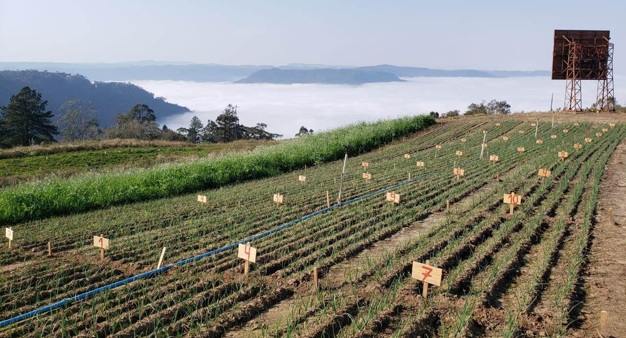 Empresa de Ituporanga, ACEI e IFC de Rio do Sul firmam parceria para pesquisas no cultivo da cebola