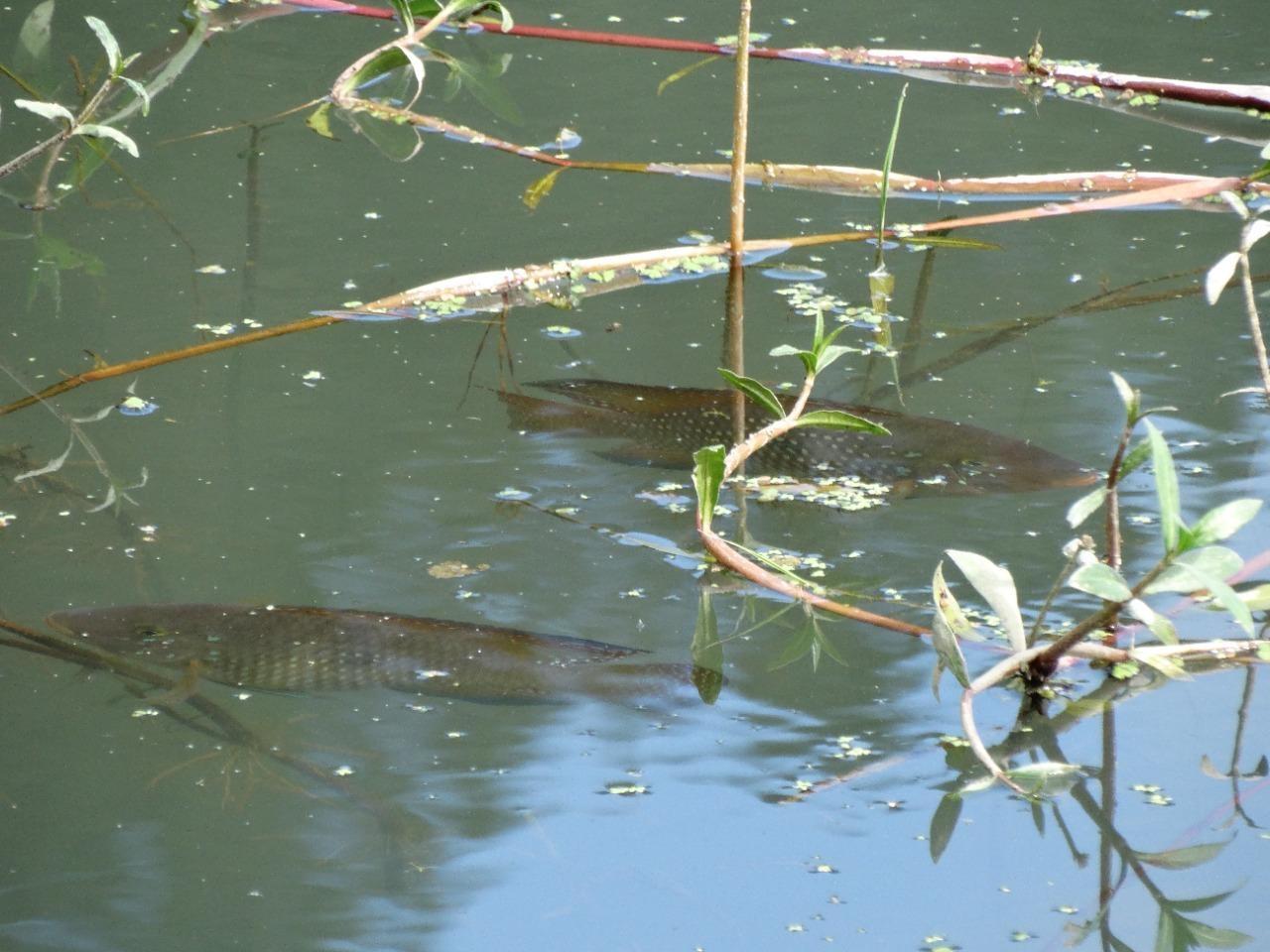 Empresa Klabin proíbe pesca de carpas na Represa Perimbó