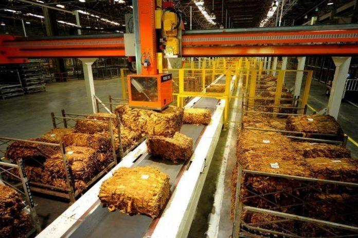 Empresas fumageiras retomam compra do tabaco em meio à crise do coronavírus