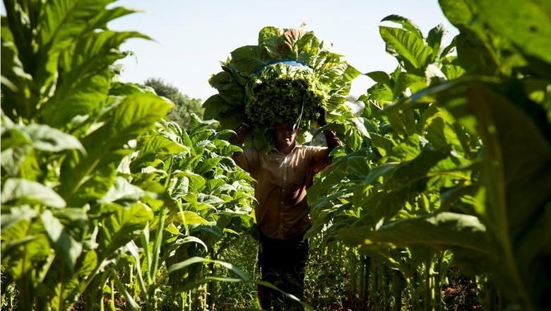 Encontro nessa manhã em Ituporanga tratou sobre a lei de integração para produtores de fumo