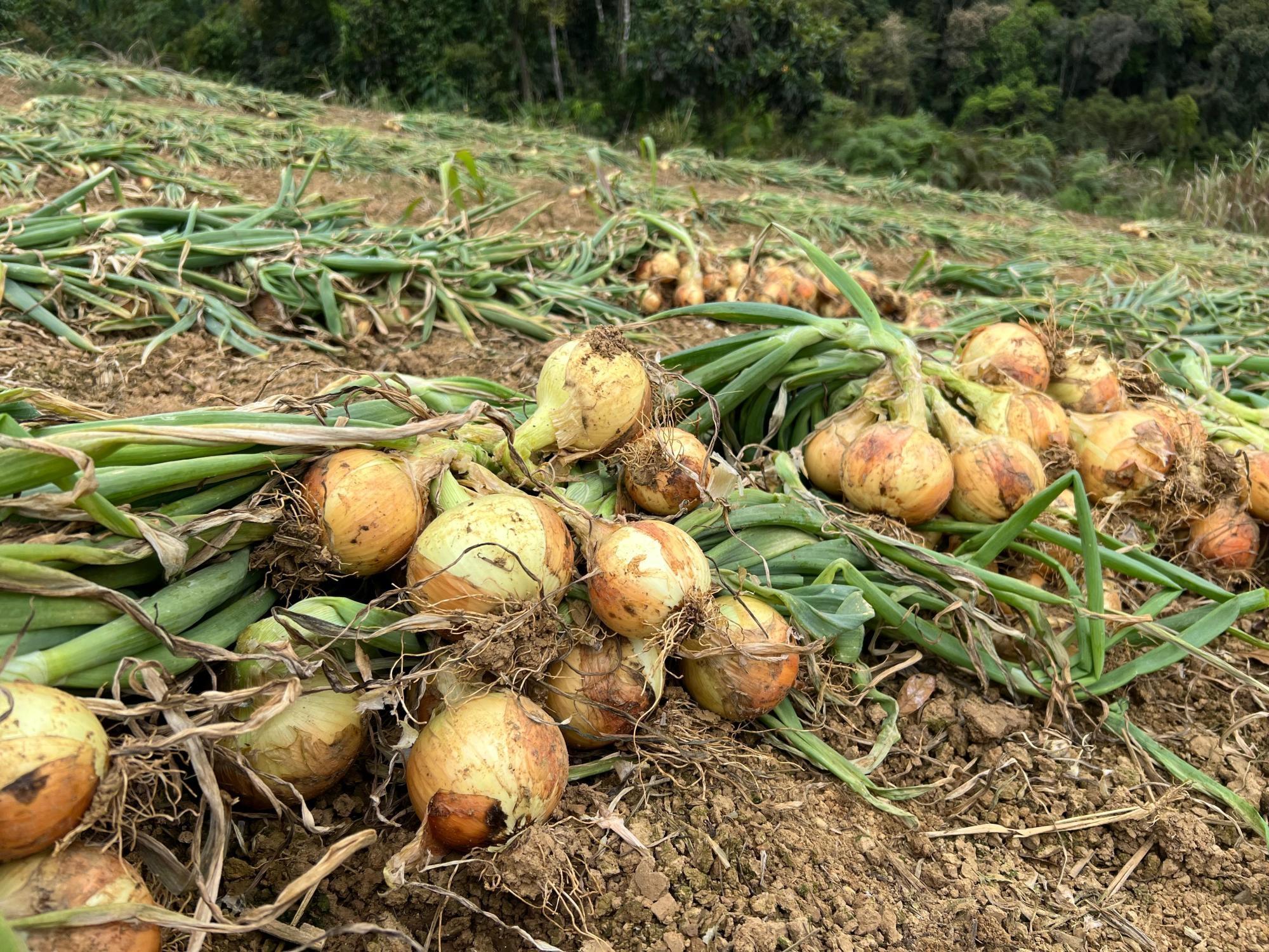 Engenheiro agrônomo recomenda venda escalonada para ajudar na precificação da cebola