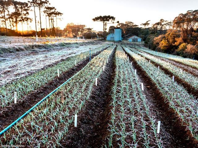 Engenheiro Agrônomo Ronaldo Coutinho dá dicas para proteger plantas e animais durante o frio intenso
