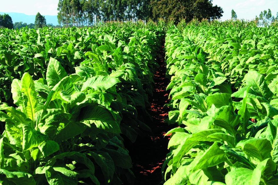 Entidades e empresas não fecham acordo sobre preço do tabaco, safra 2021/2022