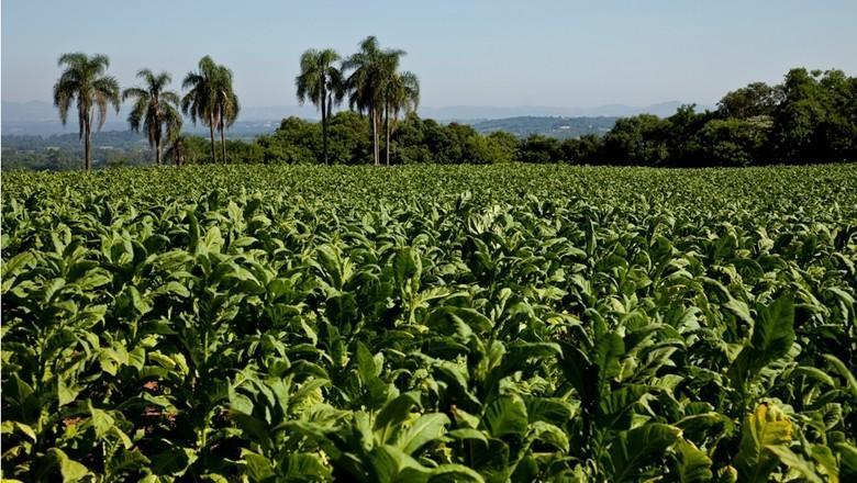 Entidades que representam fumicultores visitam empresas fumageiras para analisar comercialização do produto