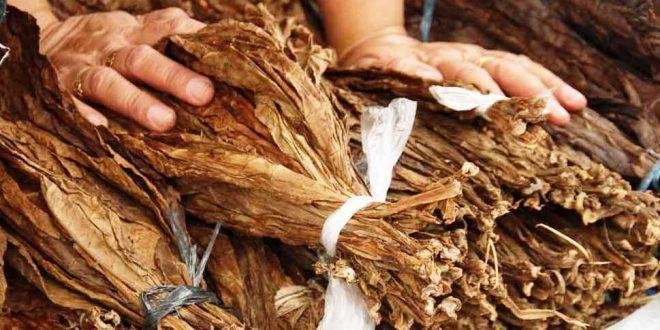 Nova rodada de negociações deve definir preço do fumo