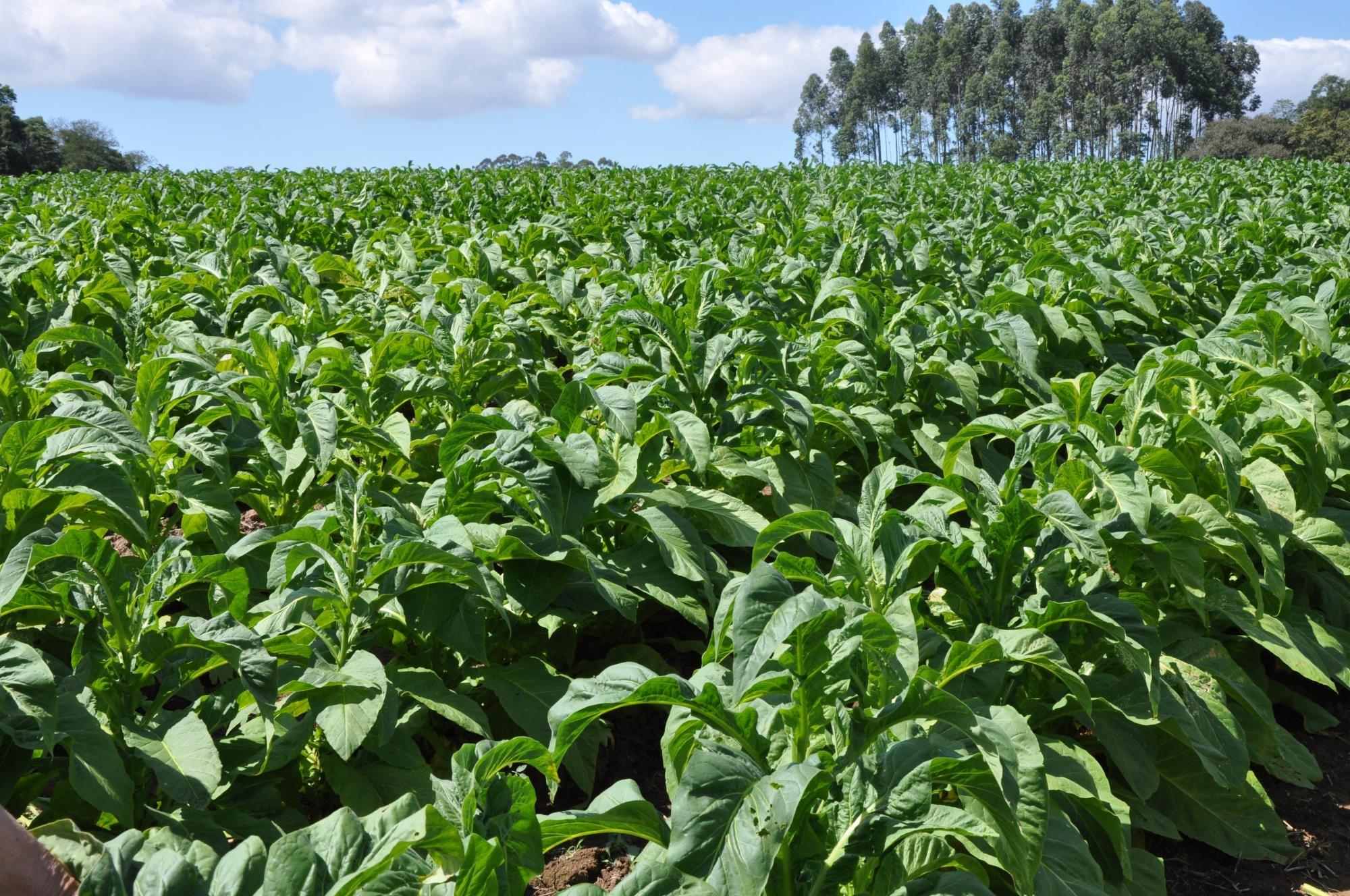 Entidades representantes dos fumicultores iniciam negociações para a nova tabela de preços do tabaco