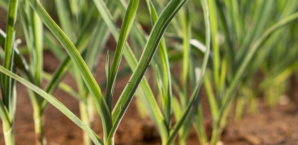 Epagri busca desenvolver novos produtos para auxiliar no controle de ervas daninhas nas culturas da cebola e do alho