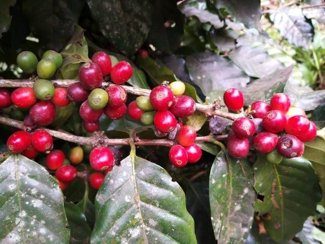 Epagri capacita técnicos para fortalecer e desenvolver a cafeicultura em Santa Catarina