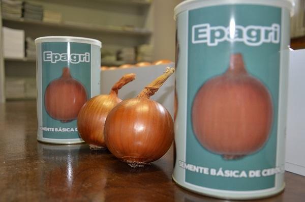 Epagri de Ituporanga apresenta novas variedades de sementes de cebola
