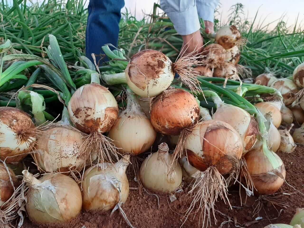 Epagri de Ituporanga se prepara para o Dia de Campo com abertura da colheita da cebola
