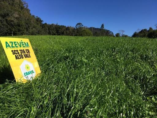 Epagri e Cravil lançam nova cultivar de pastagem