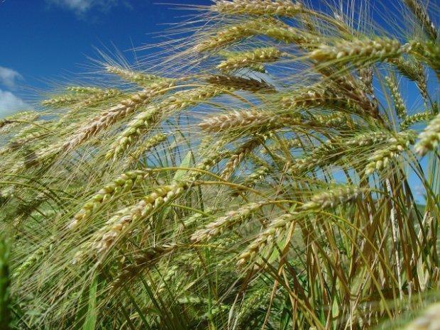 Epagri estima que safra de inverno será positiva em SC