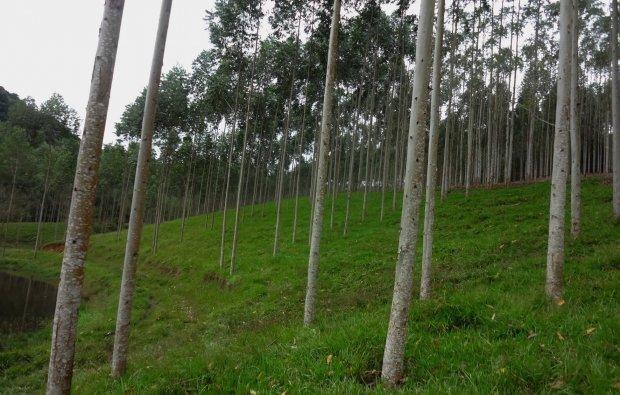 Epagri pode ter identificado nova variedade de pastagem