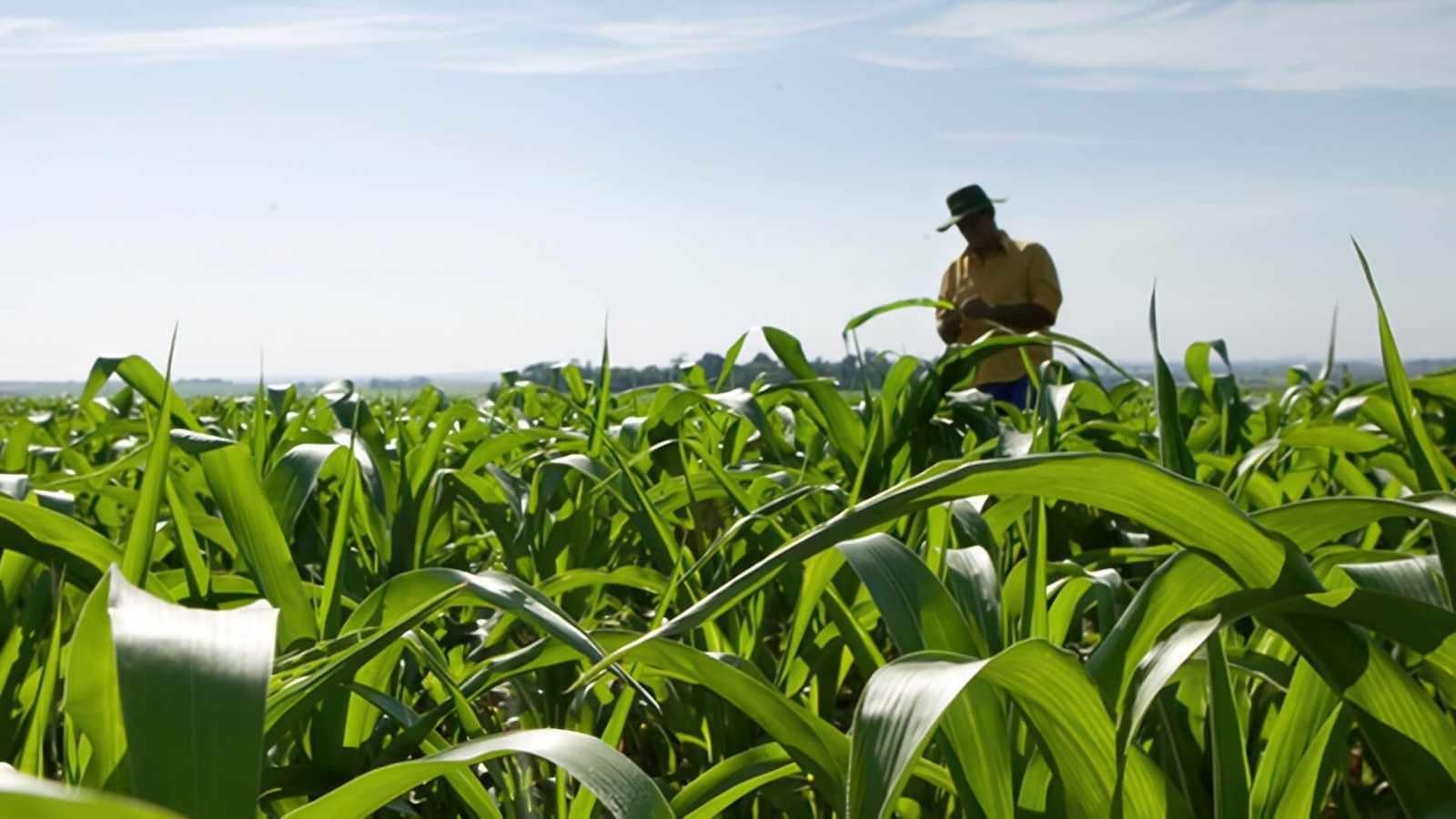 Epagri projeta safra desafiadora de milho e soja em Santa Catarina