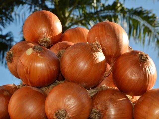 Epagri realiza Dia de Campo para apresentar resultados de pesquisas sobre cebola