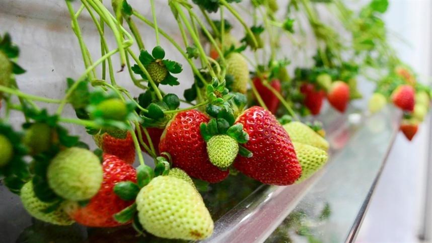 Epagri trabalha para aumentar produtividade de morango em Santa Catarina