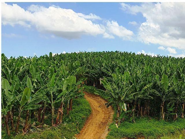 Epagri usa imagens de satélite para mapear bananais