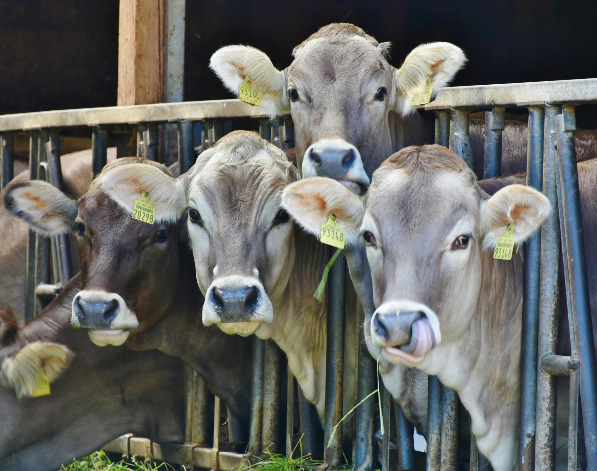 Epagri usa tecnologia para reduzir estresse térmico no gado leiteiro
