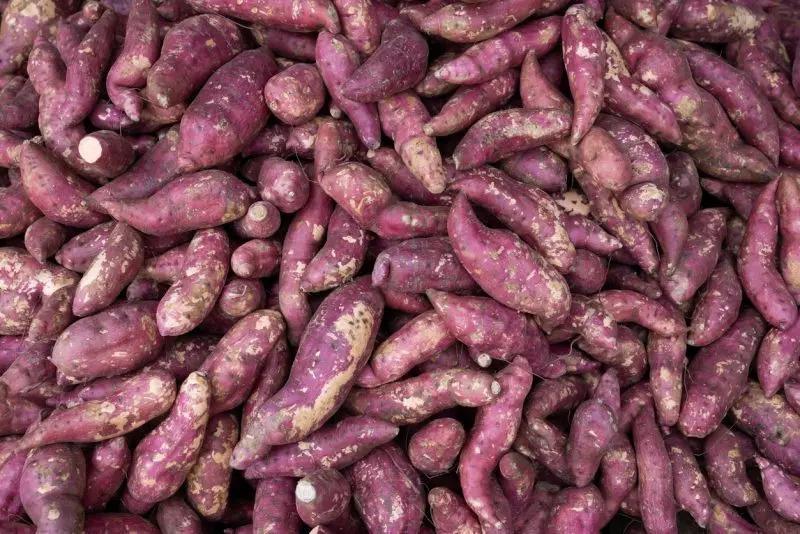 Estação Experimental da Epagri em Ituporanga realiza projeto de pesquisa sobre adubação da batata-doce
