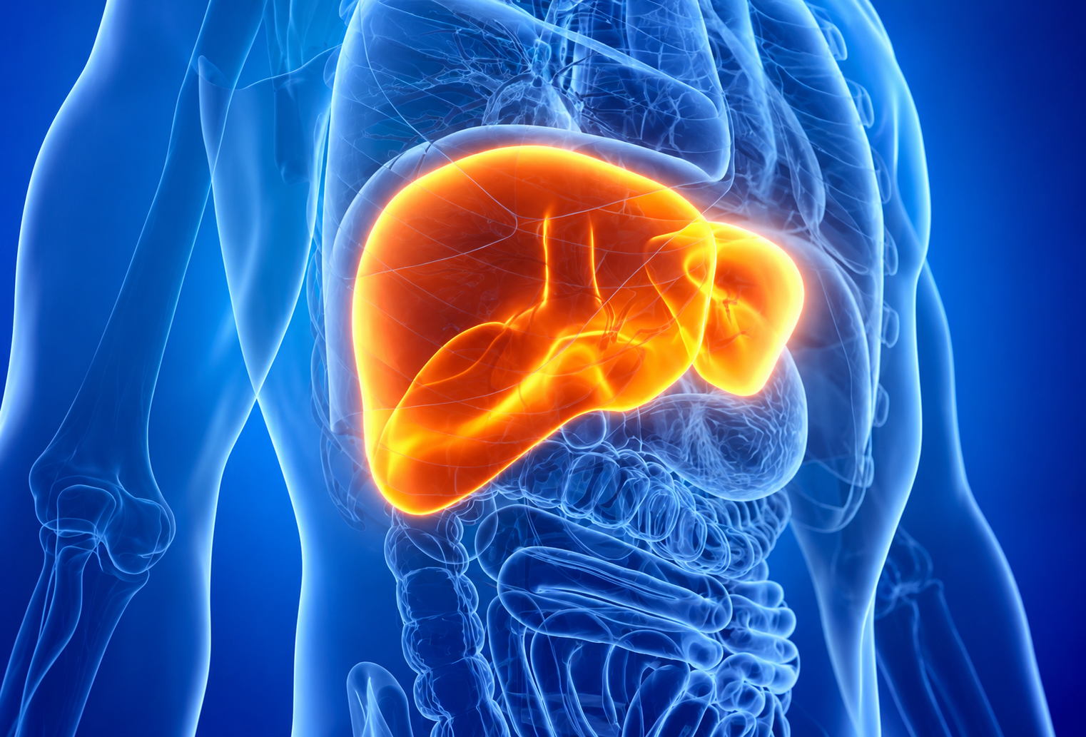 Esteatose hepática: quando a gordura se acumula no fígado