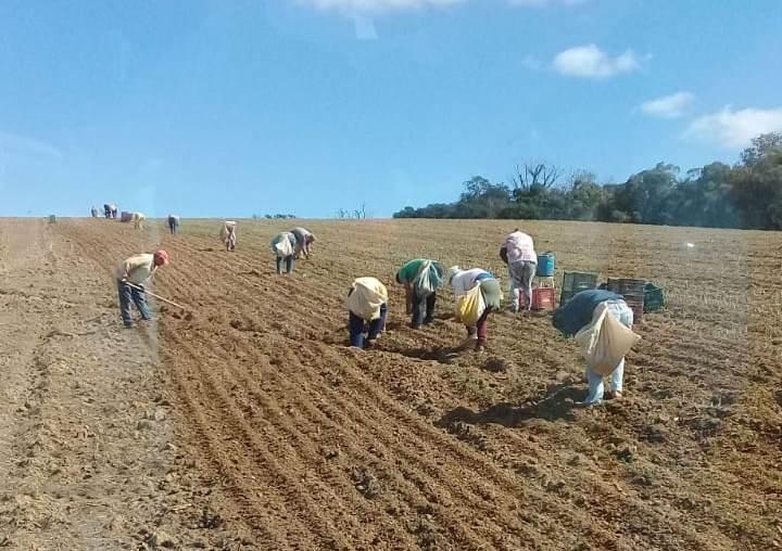 Estiagem atrasa conclusão do plantio de cebola na região