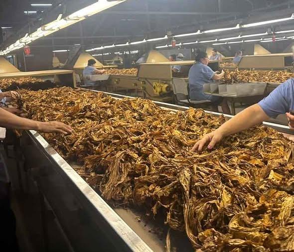 Excesso de produção trava venda do fumo e preocupa produtores do Alto Vale