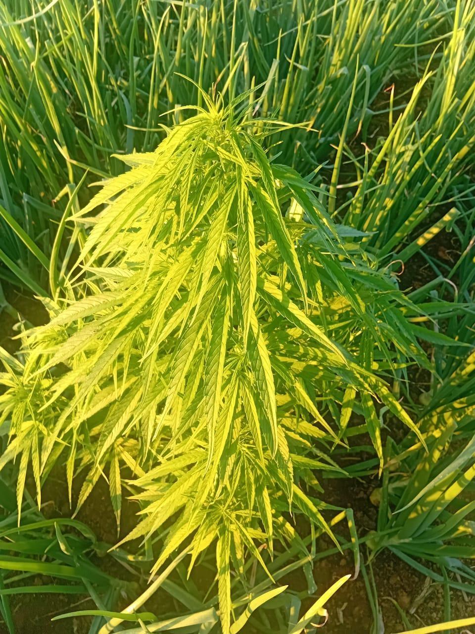 EXCLUSIVO: Polícia encontra pés de maconha em plantação de cebola em Ituporanga